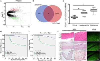 Long Non-coding RNA MIAT Knockdown Prevents the Formation of Intracranial Aneurysm by Downregulating ENC1 via MYC